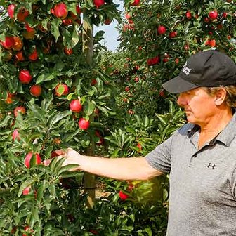 Person wearing a cap and gray shirt reaching toward ripe red apples on a tree in an orchard.