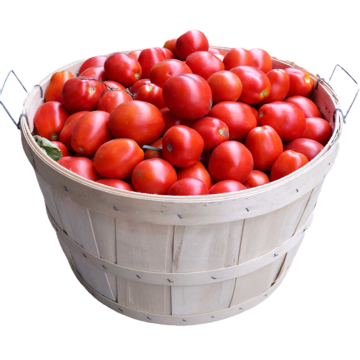 Bushel basket filled with ripe red Roma tomatoes, fresh garden produce for cooking, canning, and healthy recipes.